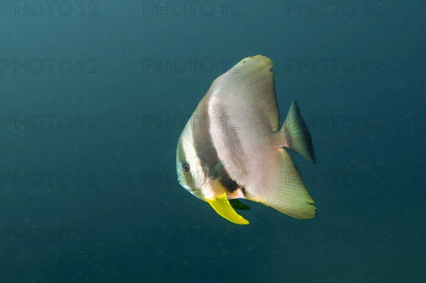 Longfin batfish