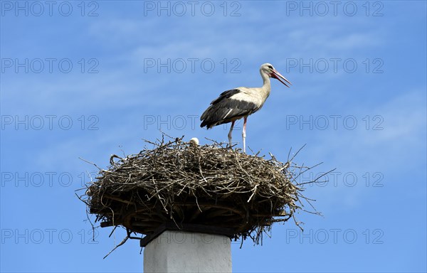 White stork