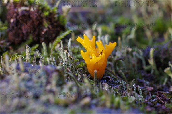 Golden yellow coral