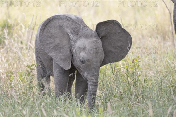 African elephant