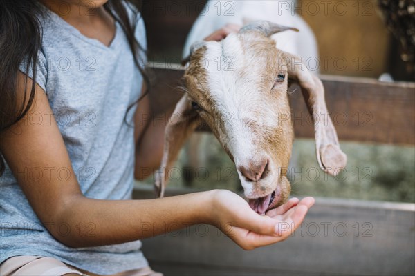 Close up goat eating food from girl s hand