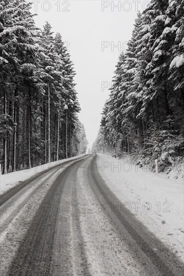 Evergreen winter forest road