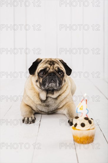Front view dog cake his fourth year celebration