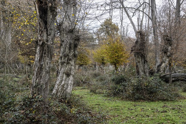 Hutewald forest in autumn