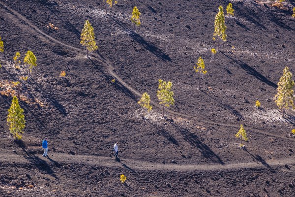 Canary Island pines