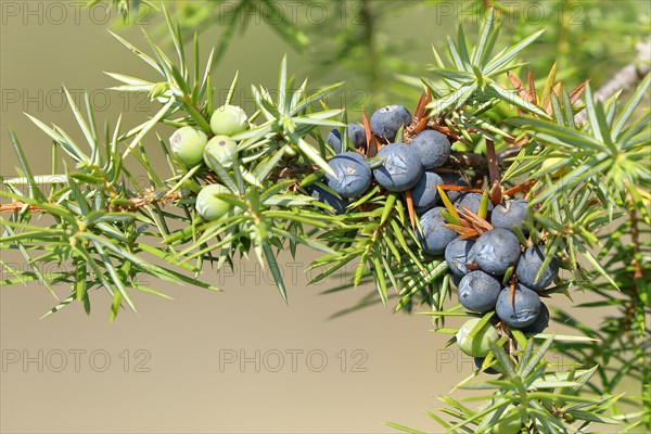 Common juniper