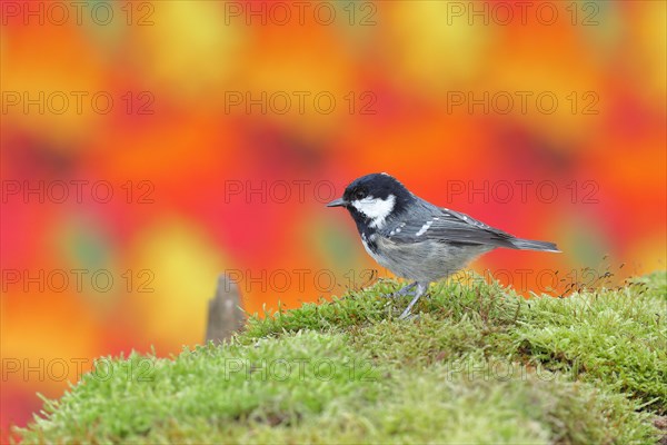 Coal tit