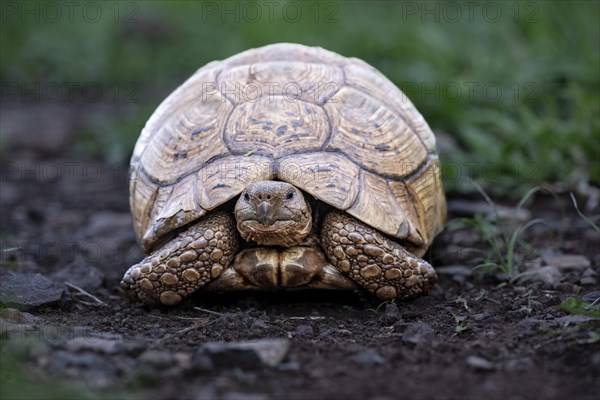 Leopard tortoise