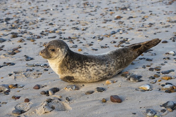 Seal on the beach