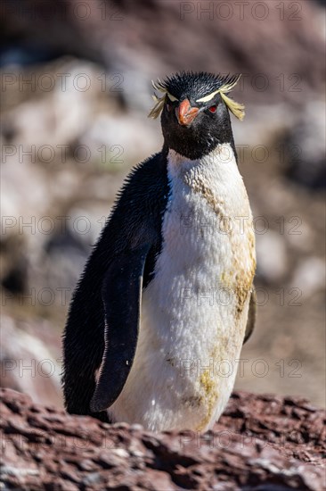 Southern rockhopper penguin