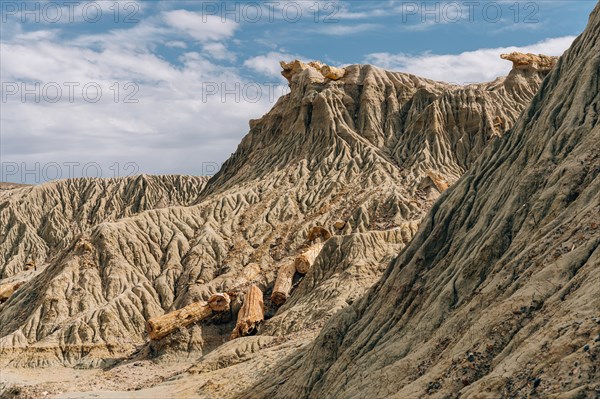 Petrified Forest Sarmiento