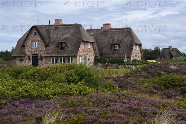 Thatched houses