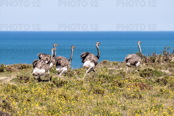 Greater rhea