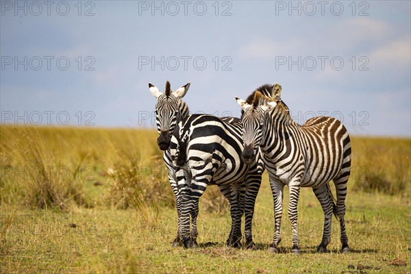 Plains zebra