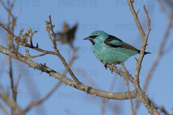 Male Blue Dacnis