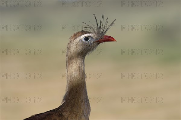 Portrait of a Red-legged Seriema