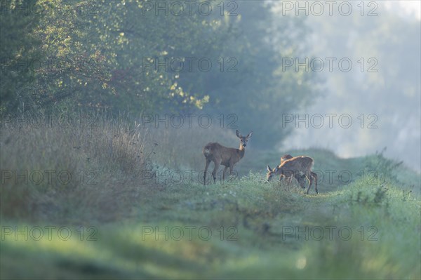 European roe deer