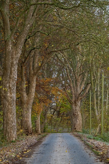 Tree avenue in autumn