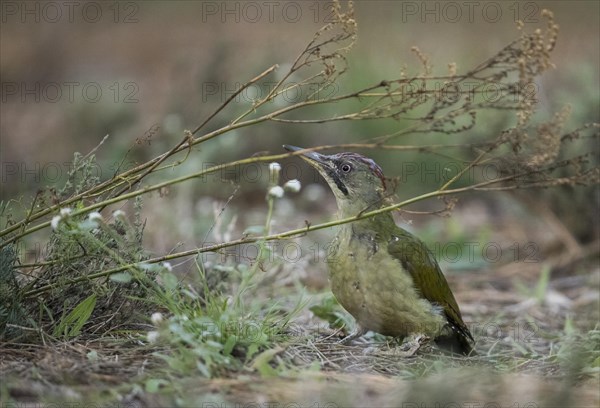 European green woodpecker