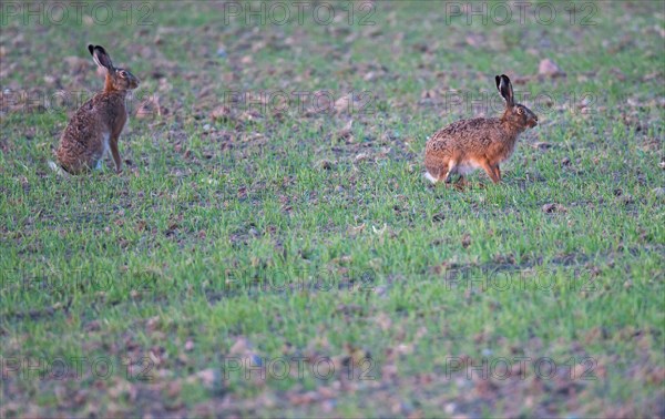 Pair of two brown hares