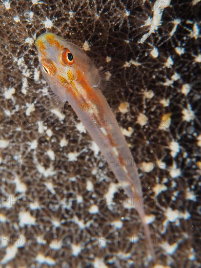 Mozambique toothy goby