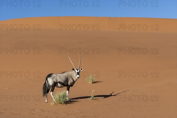 Oryx