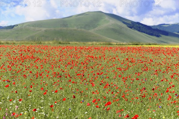 Poppy flowers