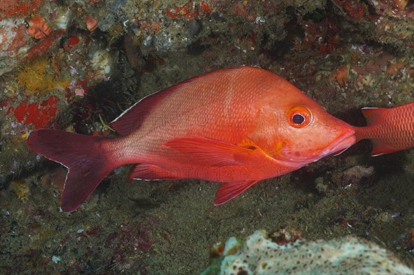 Humpback red snapper