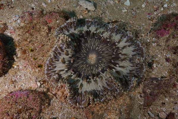 Beaded anemone