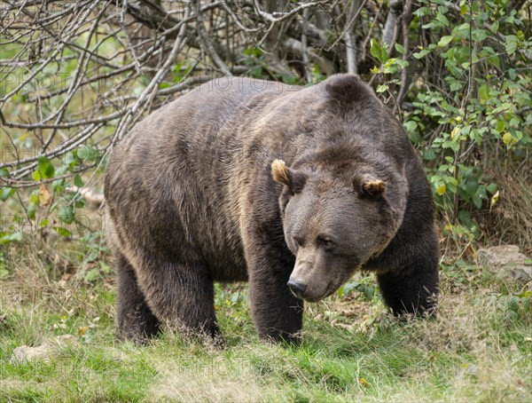 Brown bear