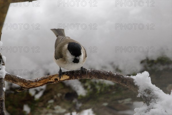 Marsh tit