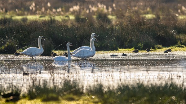 Mute Swan