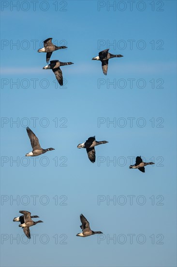 Brent Goose