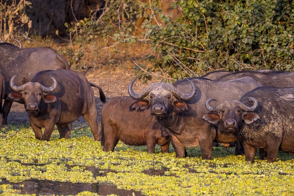 African buffalo