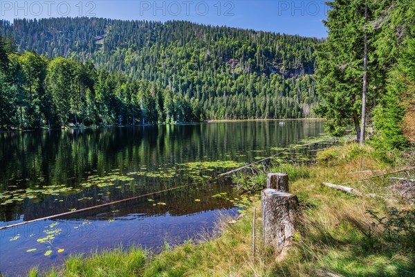 Nature reserve Grosser Arbersee with lake wall 1340m