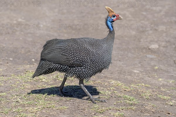 Helmeted guineafowls