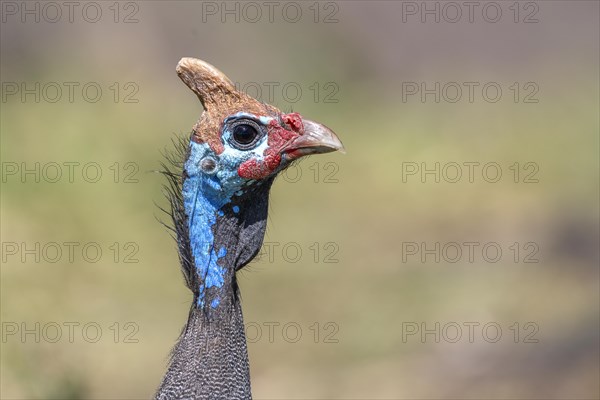 Helmeted guineafowls