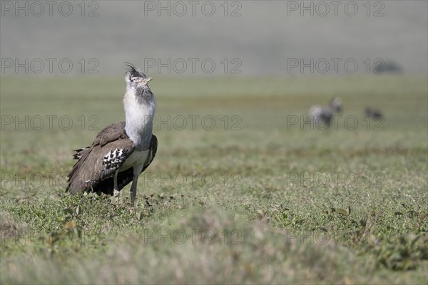 Kori bustard