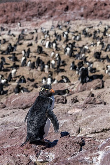 Southern rockhopper penguin