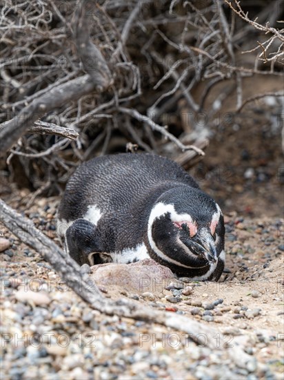 Magellanic penguin