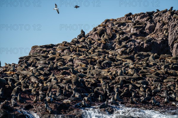 South American sea lion