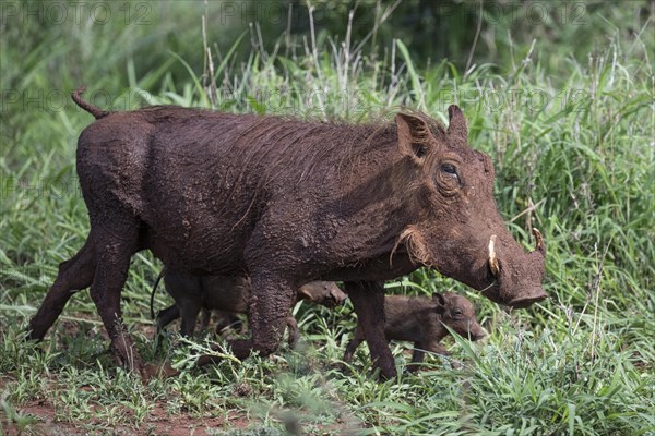 Common warthog