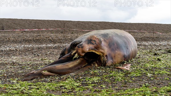 Southern right whale