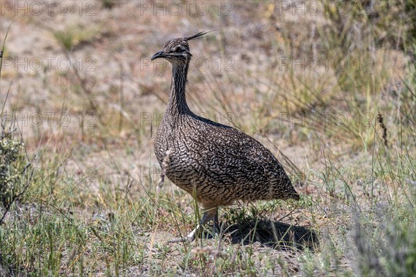 Elegant crested tinamou