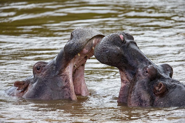 Hippopotamus