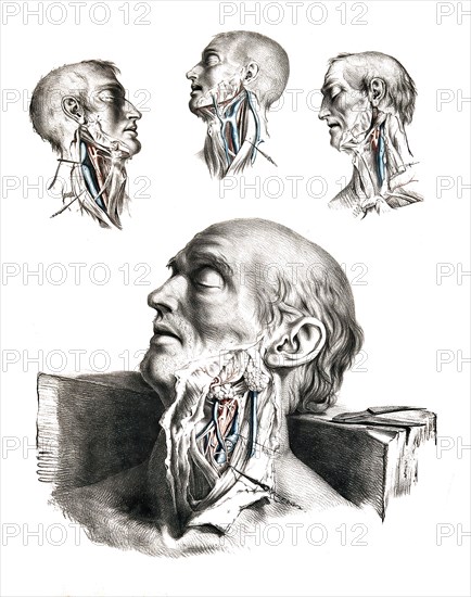 Human anatomy