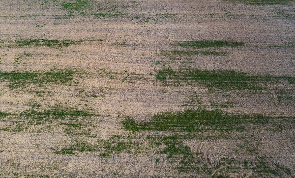 Drone view of harvested fields