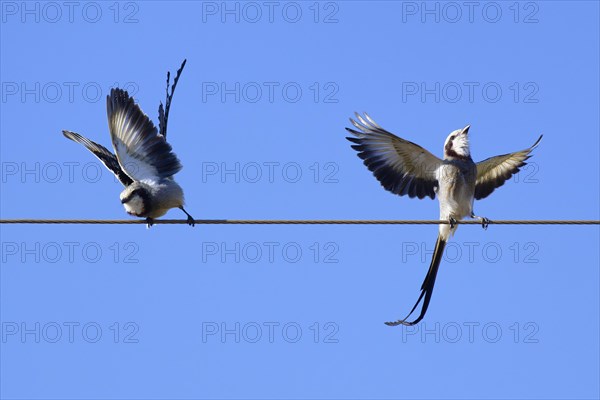 Courtship display of a couple of Streamer-tailed Tyrant