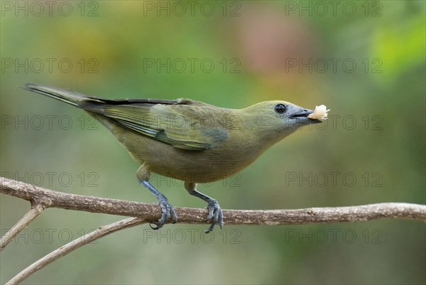 Sayaca Tanager