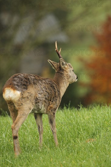 European roe deer